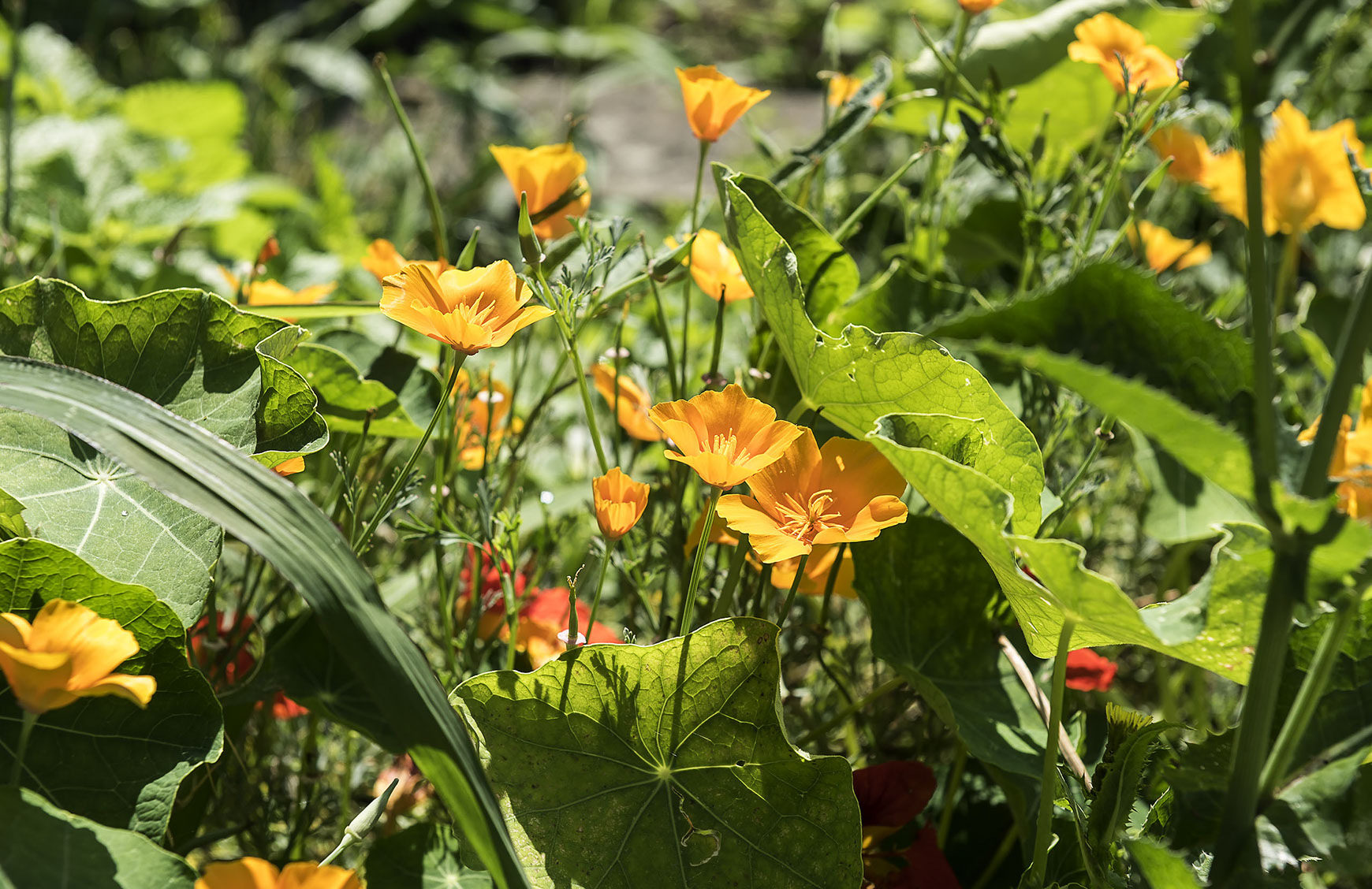Natur - pur Seglercamp im Häuplhof direkt am Attersee